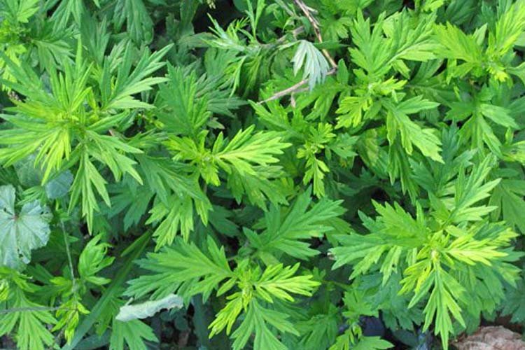 Mugwort Extract - EnerHealth Botanicals