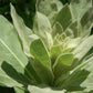 Mullein Leaf Extract - EnerHealth Botanicals