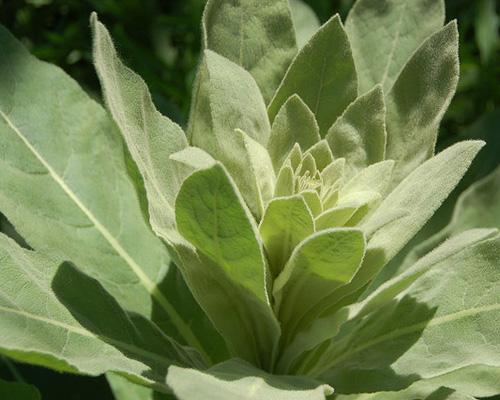 Mullein Leaf Extract - EnerHealth Botanicals