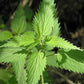 Nettles Herb Extract - EnerHealth Botanicals