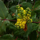 Oregon Grape Root Extract - EnerHealth Botanicals