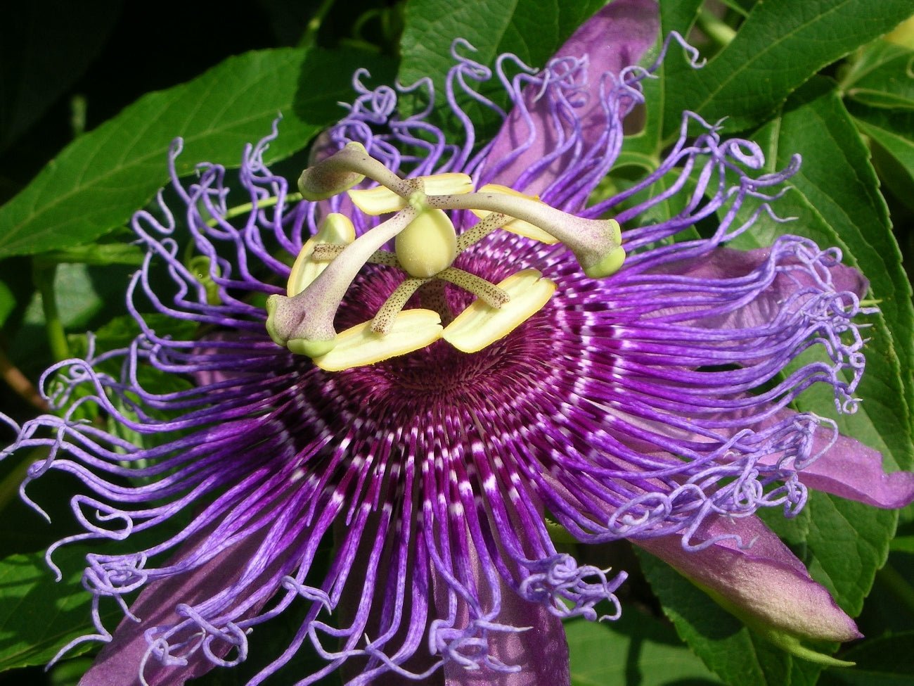 Passionflower Extract - EnerHealth Botanicals
