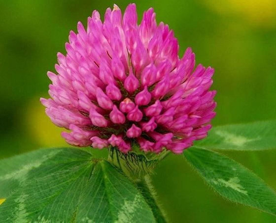 Red Clover Blossom Extract - EnerHealth Botanicals