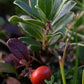 Uva Ursi Leaf Extract - EnerHealth Botanicals