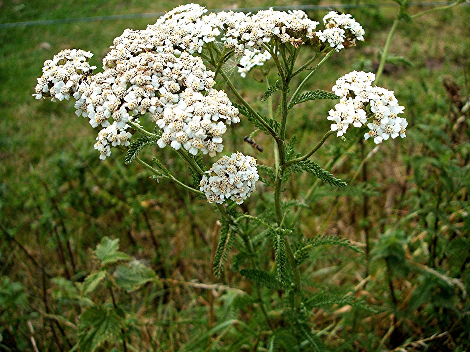 Yarrow Extract - EnerHealth Botanicals