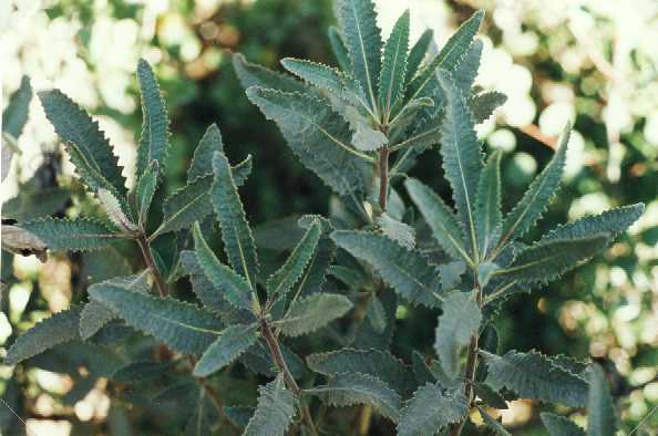 Yerba Santa Leaf Extract - EnerHealth Botanicals